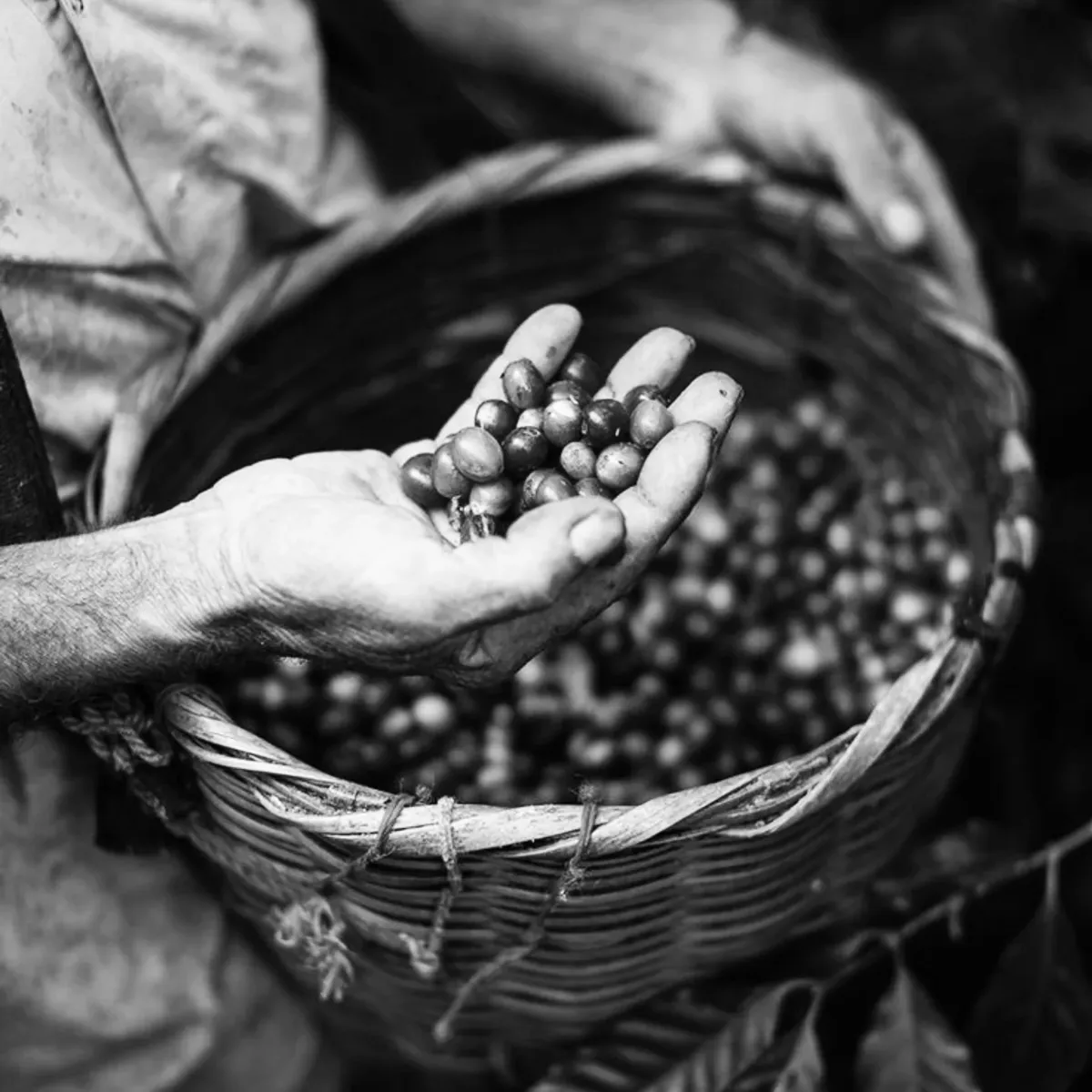 Canasta de cerezas de café recién cosechadas