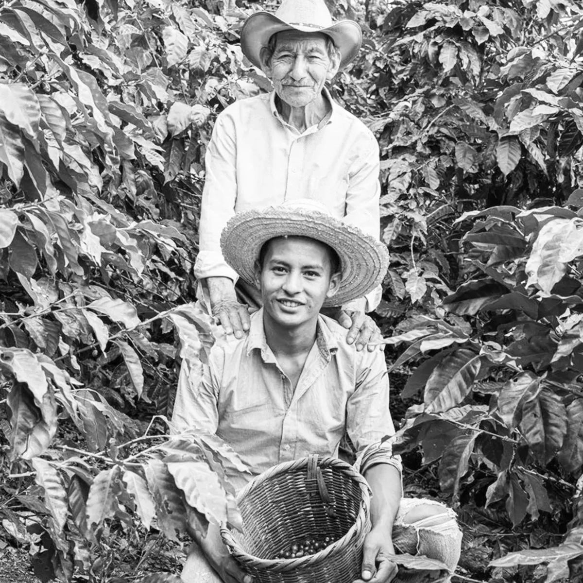 Dos generaciones de caficultores en el cafetal
